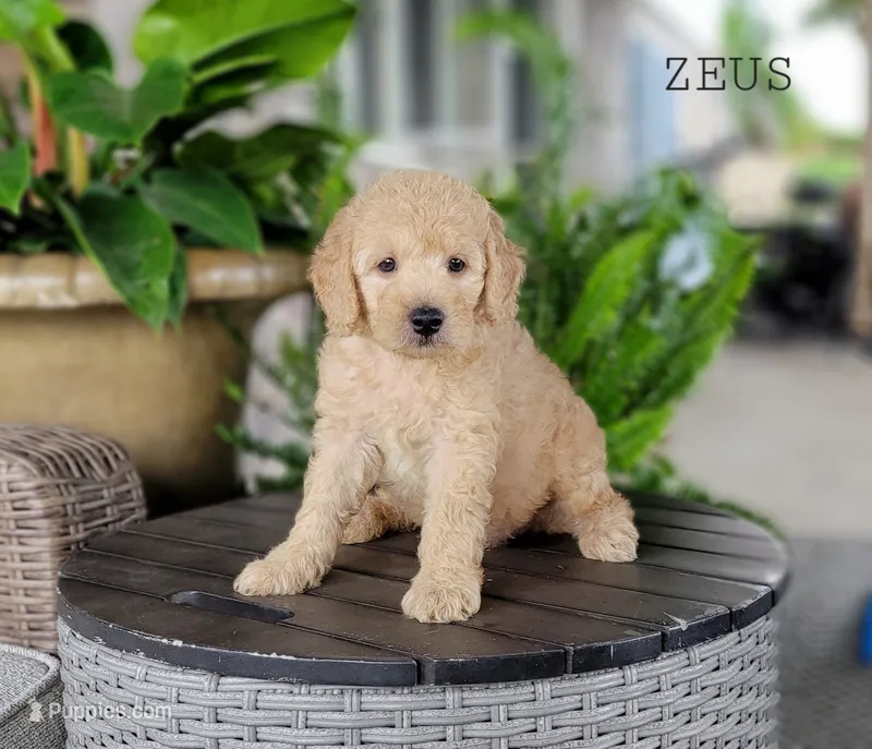 Zeus – Miniature Goldendoodle puppy for sale in Berlin, OH