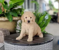Zeus, a male Miniature Goldendoodle for sale in Berlin, OH – 1 of 4