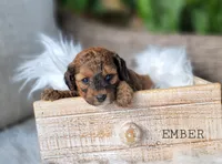 Ember, a female Cavapoo for sale in Berlin, OH – 2 of 2