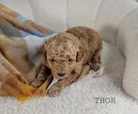 Thor, a male Maltipoo for sale in Berlin, OH – 3 of 3