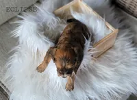 Eclipse, a male Cavapoo for sale in Berlin, OH – 2 of 2