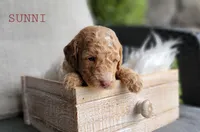 Sunni, a female Goldendoodle for sale in Berlin, OH – 4 of 4