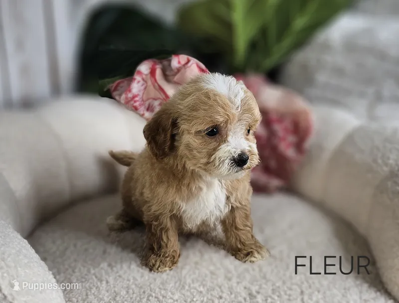 Fleur – Maltipoo puppy for sale in Berlin, OH