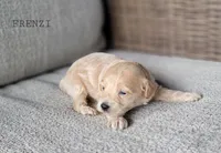 Frenzi, a female Maltipoo for sale in Berlin, OH – 3 of 3