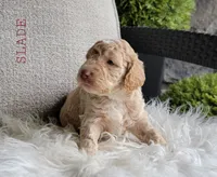 Slade, a male Goldendoodle for sale in Berlin, OH – 5 of 5