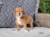 Uma, a female Miniature Goldendoodle for sale in Berlin, OH – 3 of 3