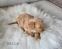Bella, a female Cavapoo for sale in Berlin, OH – 2 of 5