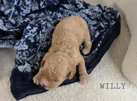 Willy, a male Cavapoo for sale in Berlin, OH – 2 of 3