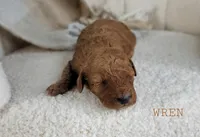 Wren, a female Cavapoo for sale in Berlin, OH – 2 of 3