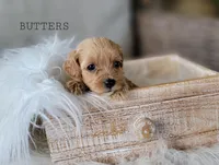 Butters, a female Cavapoo for sale in Berlin, OH – 4 of 4