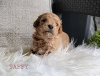 Saffy, a female Goldendoodle for sale in Berlin, OH – 3 of 5