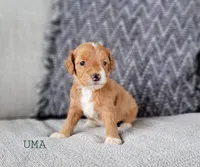Uma, a female Miniature Goldendoodle for sale in Berlin, OH – 1 of 3