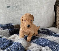 Umbro, a male Miniature Goldendoodle for sale in Berlin, OH – 4 of 4