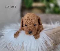 Cammi, a female Cavapoo for sale in Berlin, OH – 4 of 5