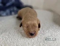 Wells, a male Cavapoo for sale in Berlin, OH – 3 of 4