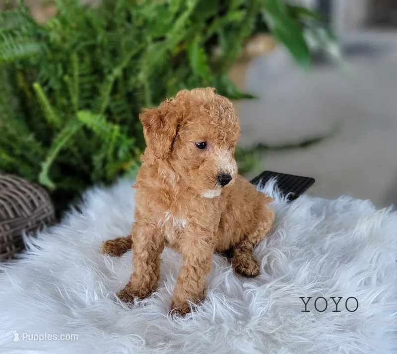 Yoyo – Miniature Goldendoodle puppy for sale in Berlin, OH