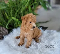 Yoyo, a male Miniature Goldendoodle for sale in Berlin, OH – 1 of 4