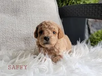 Saffy, a female Goldendoodle for sale in Berlin, OH – 4 of 5