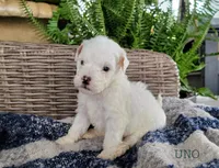 Uno, a male Miniature Goldendoodle for sale in Berlin, OH – 3 of 7