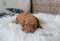Cooper, a female Cavapoo for sale in Berlin, OH – 4 of 4