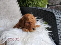 Scout, a male Goldendoodle for sale in Berlin, OH – 3 of 4