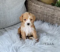 Yara, a female Miniature Goldendoodle for sale in Berlin, OH – 2 of 6