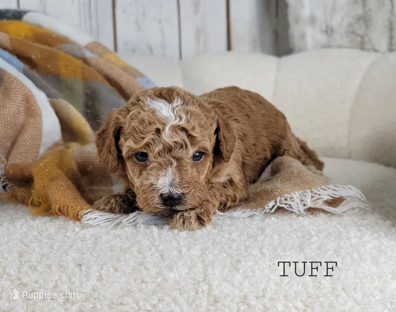 Tuff – Maltipoo puppy for sale in Berlin, OH