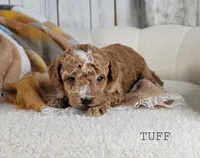 Tuff, a male Maltipoo for sale in Berlin, OH – 1 of 3