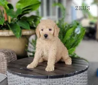 Zeus, a male Miniature Goldendoodle for sale in Berlin, OH – 2 of 4