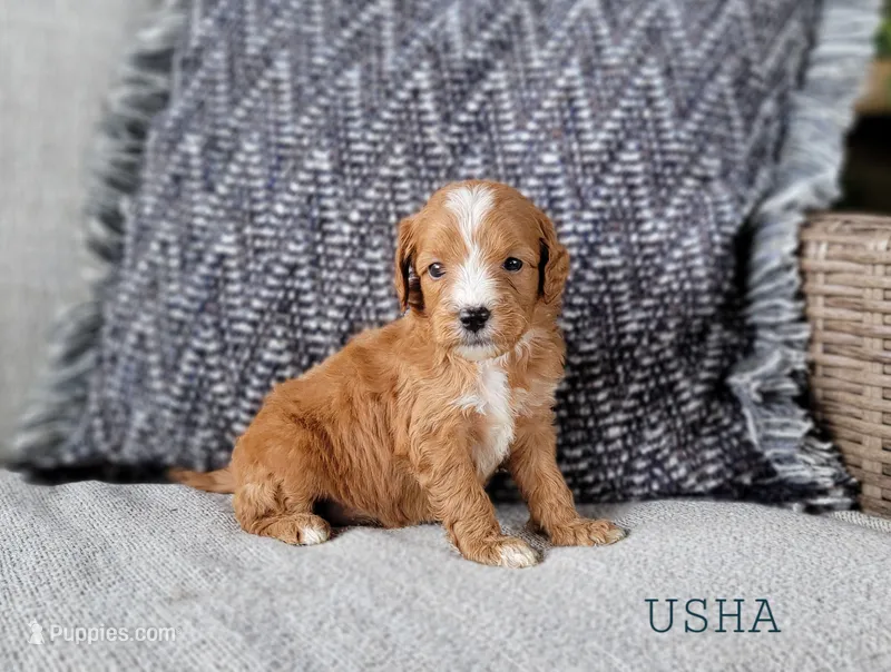 Usha – Miniature Goldendoodle puppy for sale in Berlin, OH