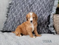 Usha, a female Miniature Goldendoodle for sale in Berlin, OH – 1 of 3