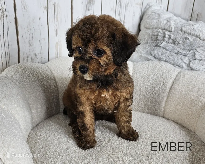 Ember – Cavapoo puppy for sale in Berlin, OH