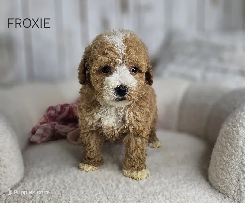 Froxie – Maltipoo puppy for sale in Berlin, OH
