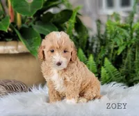 Zoey, a female Miniature Goldendoodle for sale in Berlin, OH – 4 of 4