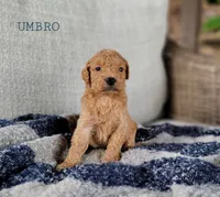 Umbro, a male Miniature Goldendoodle for sale in Berlin, OH – 3 of 4