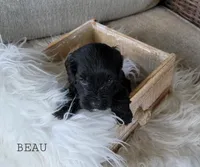 Beau, a male Cavapoo for sale in Berlin, OH – 1 of 6