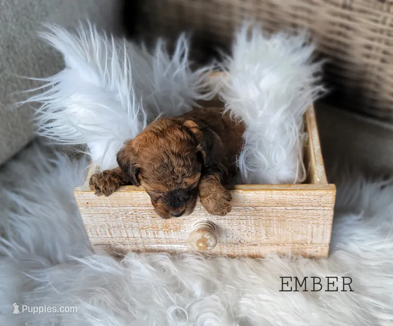 Ember – Cavapoo puppy for sale in Berlin, OH