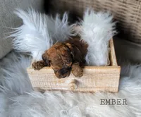 Ember, a female Cavapoo for sale in Berlin, OH – 1 of 2