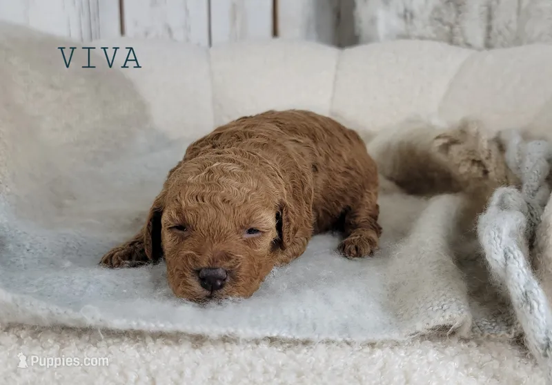 Viva – Cavapoo puppy for sale in Berlin, OH