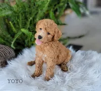 Yoyo, a male Miniature Goldendoodle for sale in Berlin, OH – 4 of 4
