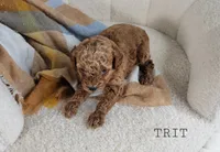 Trit, a male Maltipoo for sale in Berlin, OH – 2 of 3