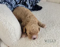 Willy, a male Cavapoo for sale in Berlin, OH – 3 of 3