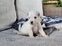 Uno, a male Miniature Goldendoodle for sale in Berlin, OH – 5 of 7