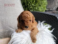 Scout, a male Goldendoodle for sale in Berlin, OH – 4 of 4