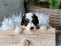 Enzi, a female Cavapoo for sale in Berlin, OH – 3 of 3