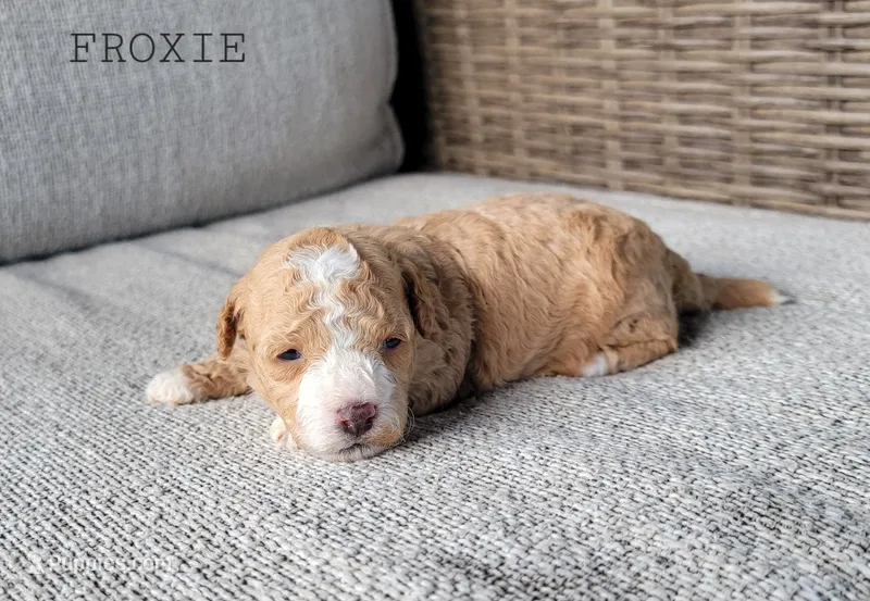 Froxie – Maltipoo puppy for sale in Berlin, OH