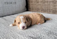 Froxie, a female Maltipoo for sale in Berlin, OH – 1 of 3