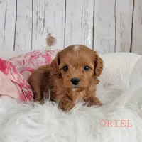 ORIEL, a female Cavapoo for sale in Berlin, OH – Photo 3 of 3
