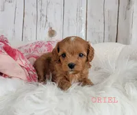 ORIEL, a female Cavapoo for sale in Berlin, OH – Photo 3 of 3