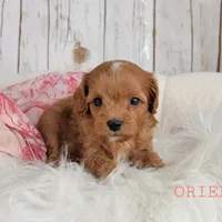 ORIEL, a female Cavapoo for sale in Berlin, OH – Photo 1 of 3